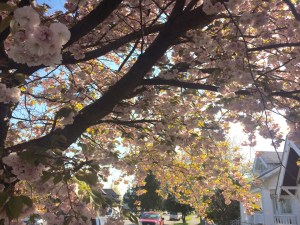 DiscoBlog_CherryBlossoms